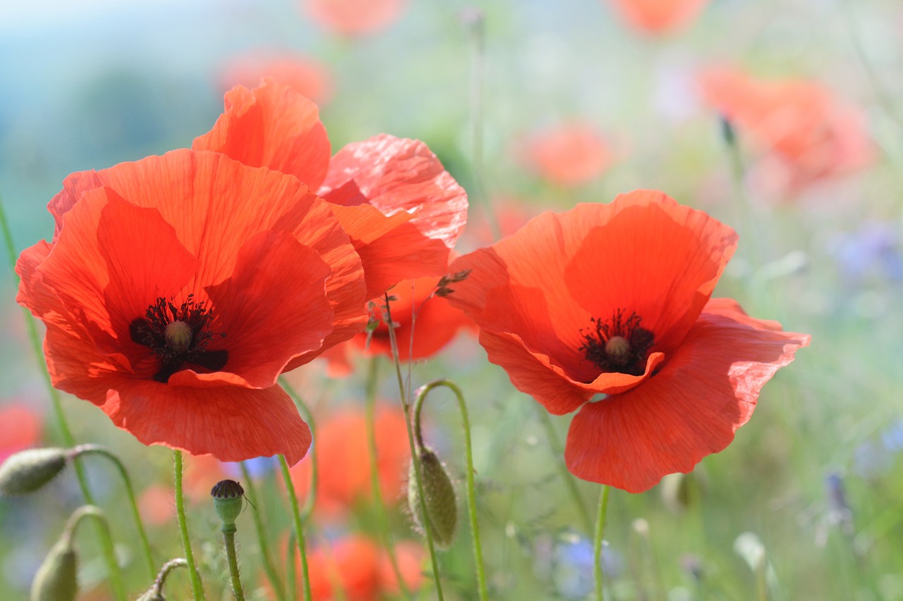 Image - poppy blossom bloom flower nature