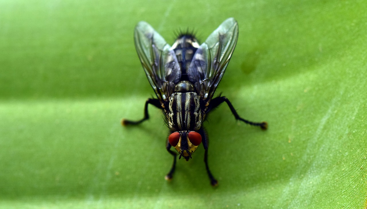 Image - fly close insect compound eyes