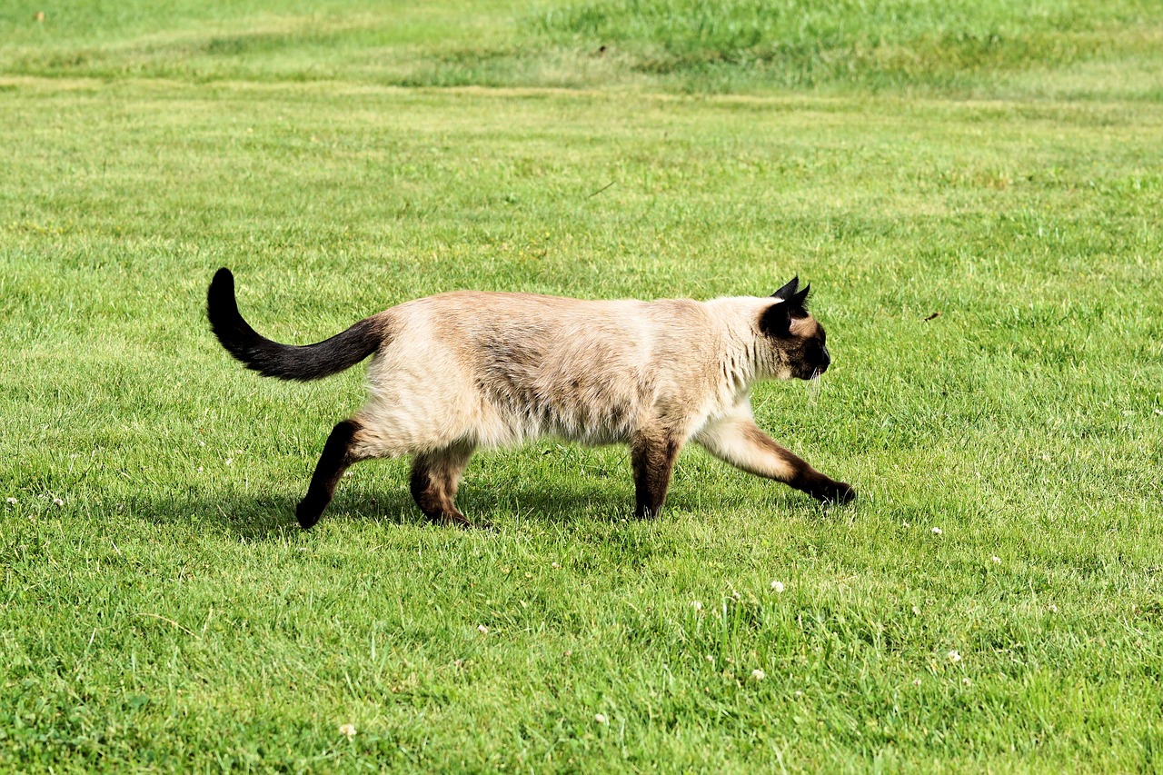 Image - siam siamese cat cat domestic cat