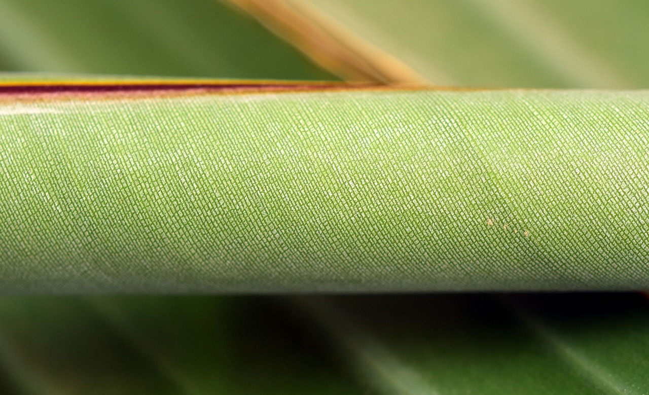 Image - banana leaf close green plant