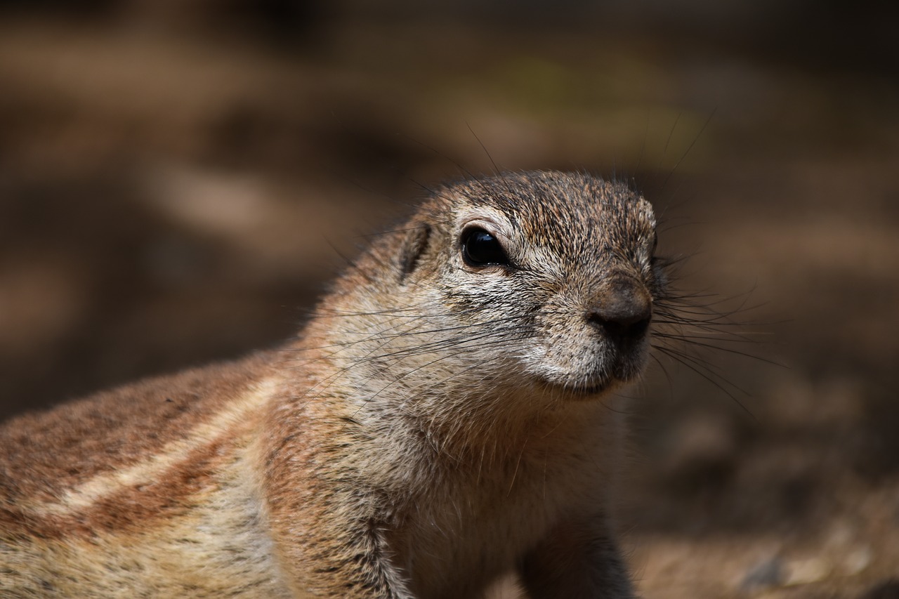 Image - a squirrel called cape the squirrel
