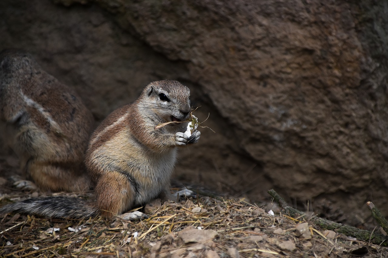 Image - a squirrel called cape the squirrel