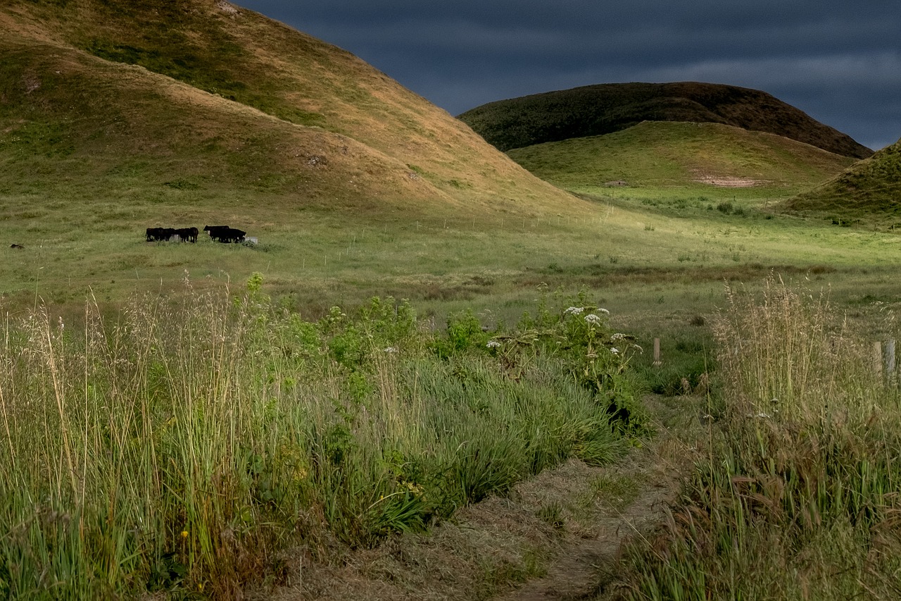 Image - west marin pt reyes nature