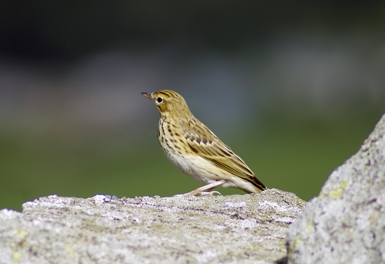 Image - yellowhammer bird garden