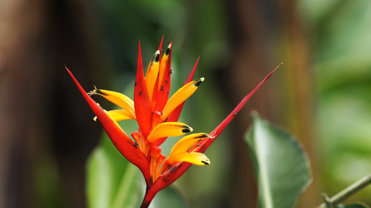 Image - nature people animals quindio