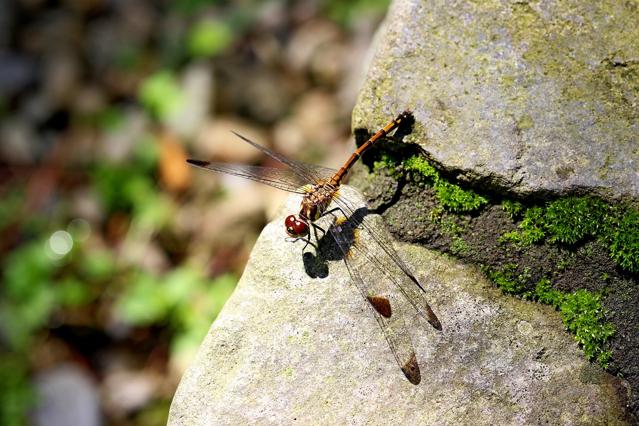 Image - nature forest insects dragonfly