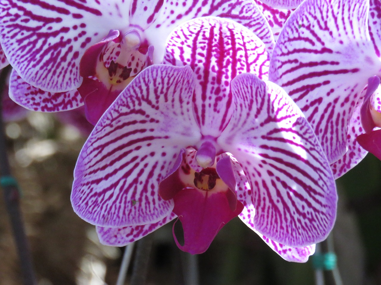 Image - purple flower orchid flowers