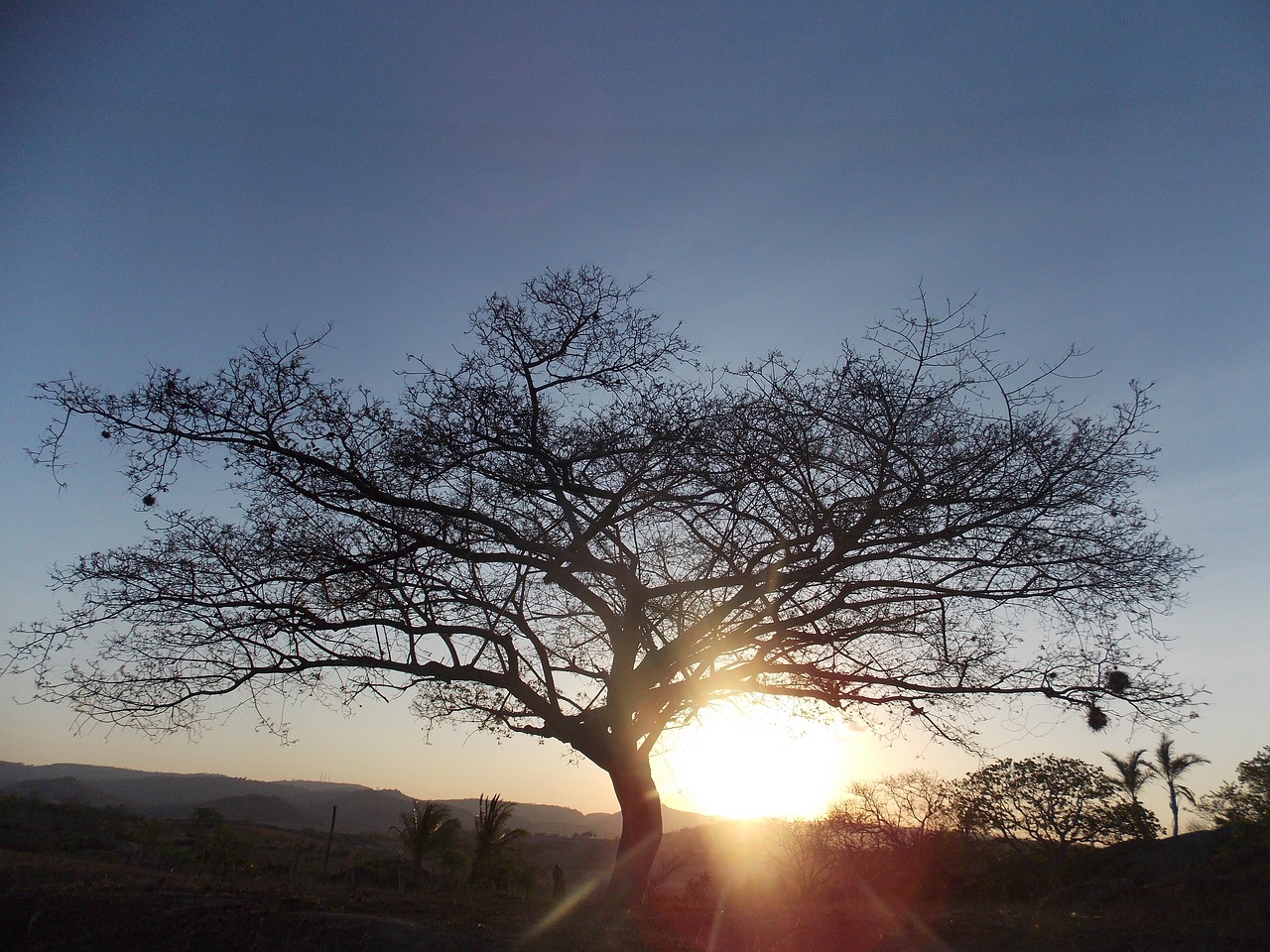 Image - the tree of life flying nature life