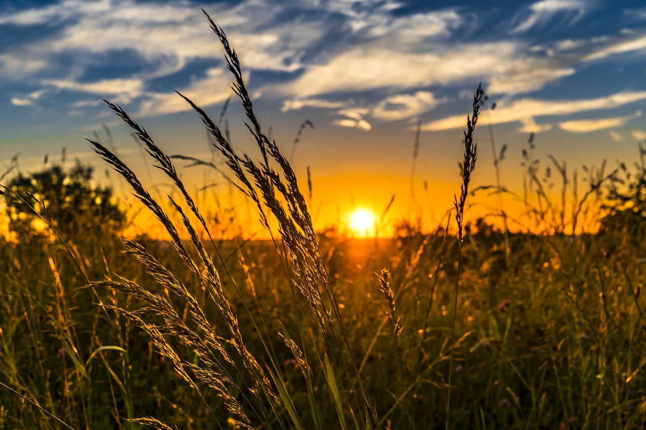 Image - summer sunset meadow nature