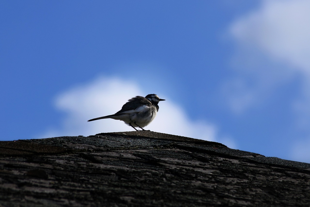 Image - animal sky cloud little bird