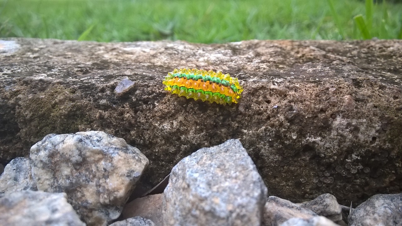 Image - caterpillar jewel insect