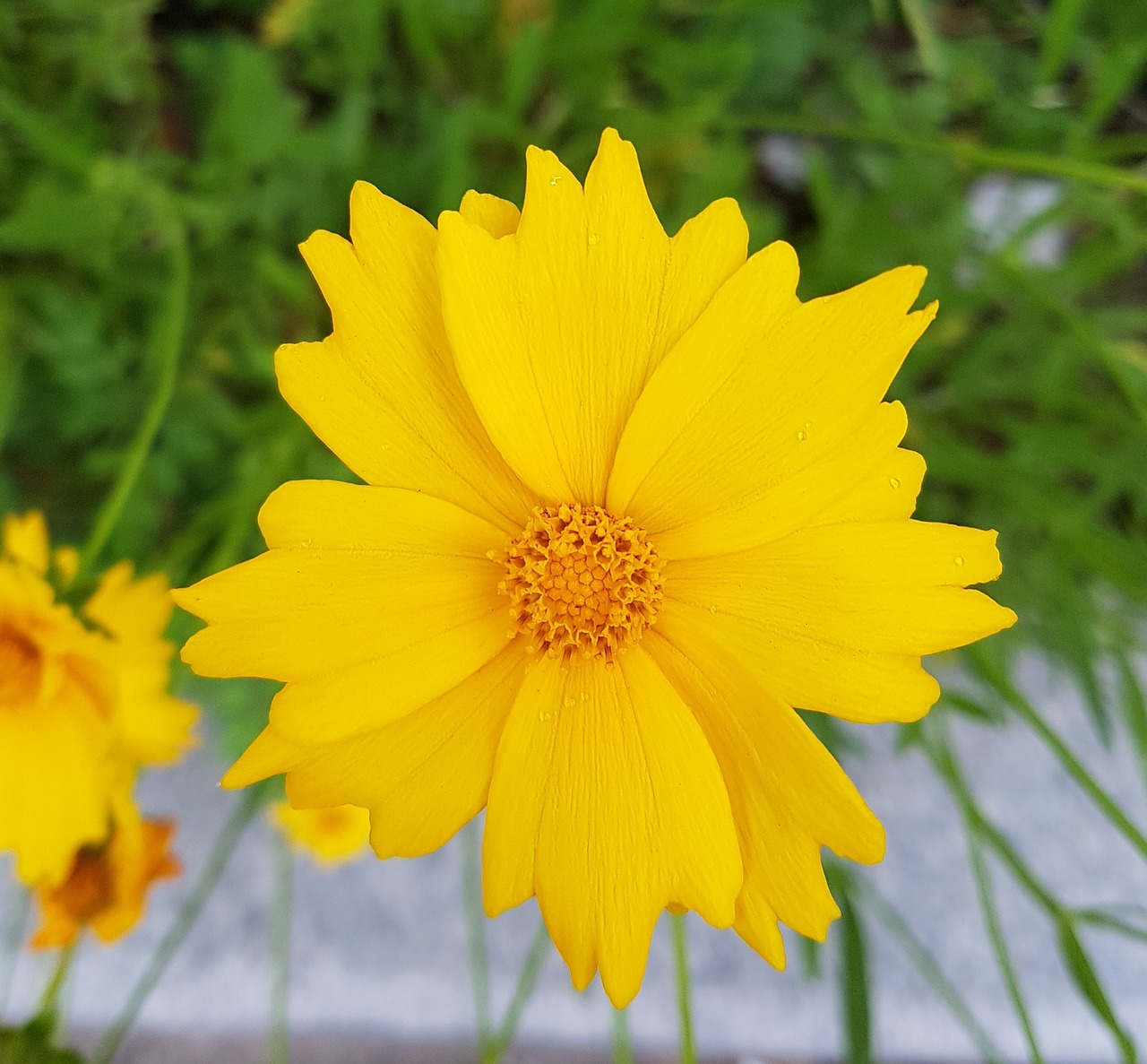 Image - cosmos avenue yellow flower