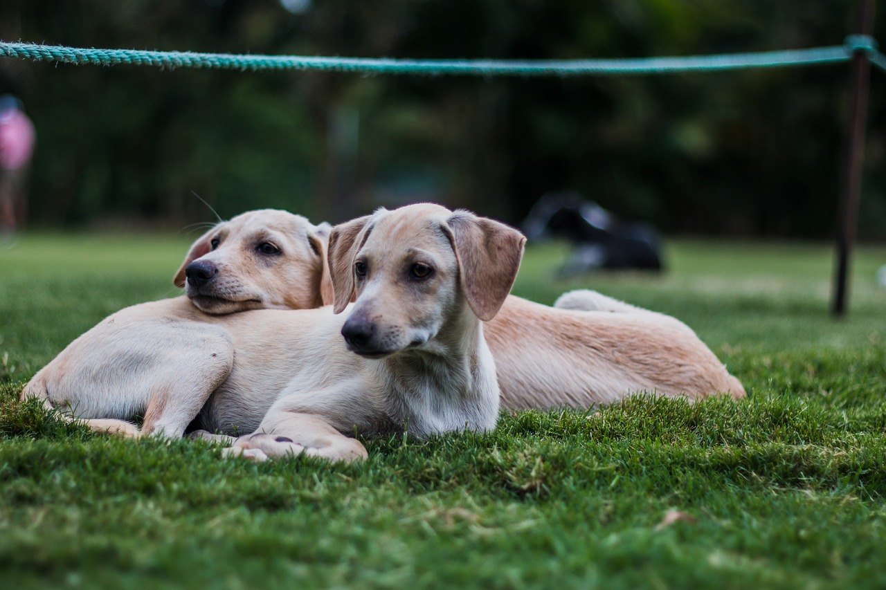 Image - puppy dog cute pet animal canine