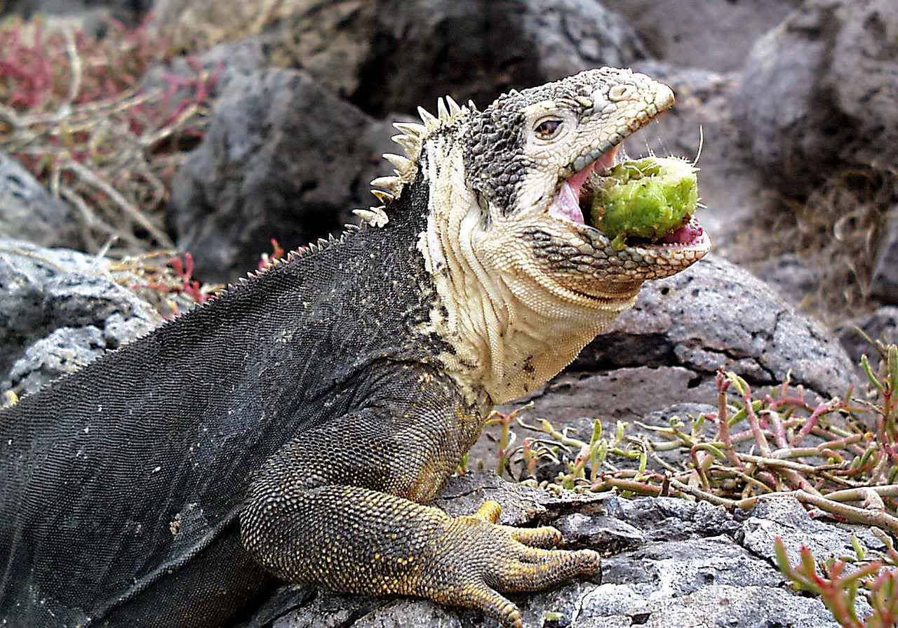 Image - iguana galapagos lizard ecuador