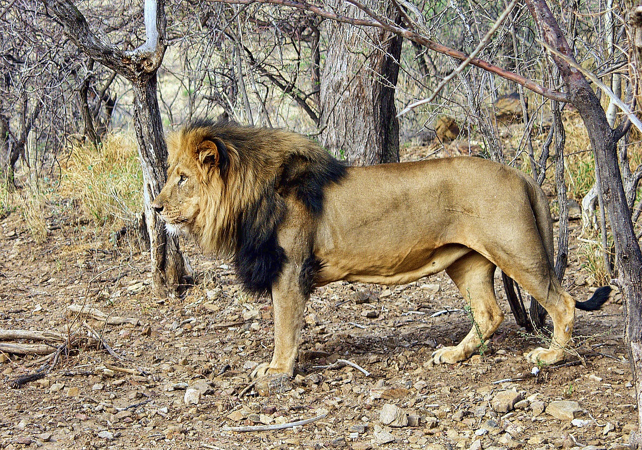 Image - lion male namibia wildlife animal