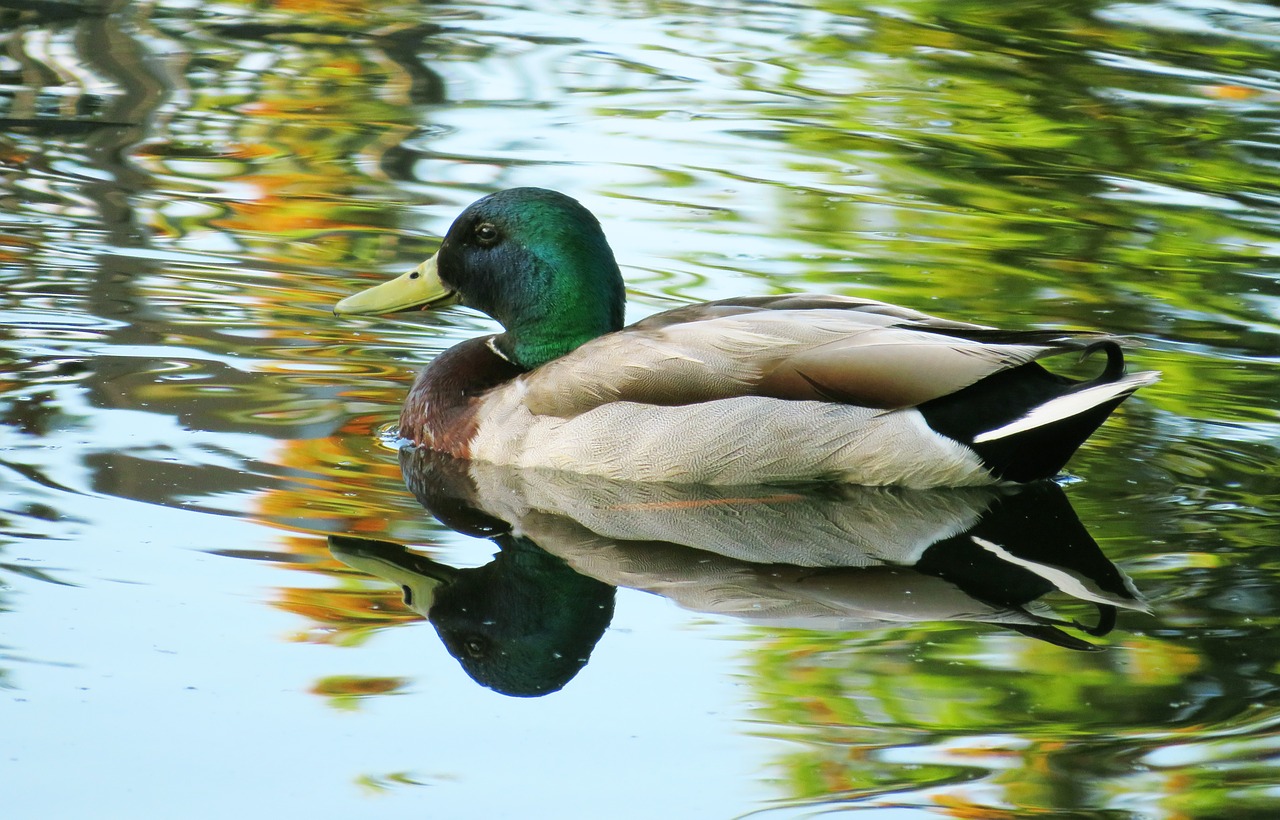 Image - duck mallard bird water reflection