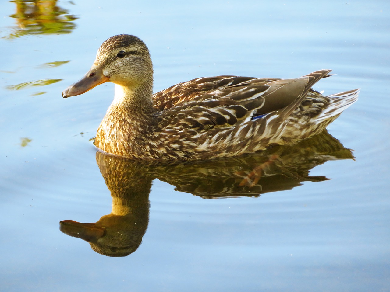 Image - duck waterfowl bird reflection