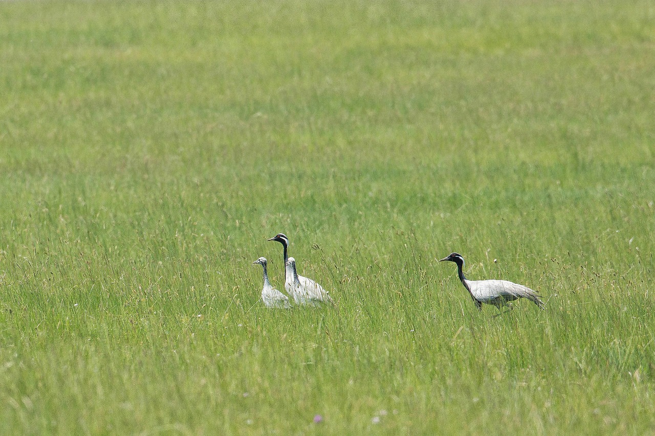 Image - bird demoiselle crane parent child