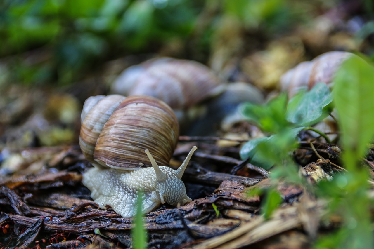 Image - snail worm nature mollusk animal