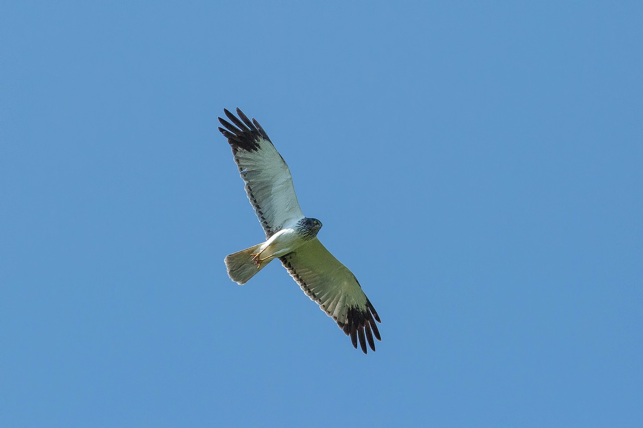 Image - birds of prey chu human flight