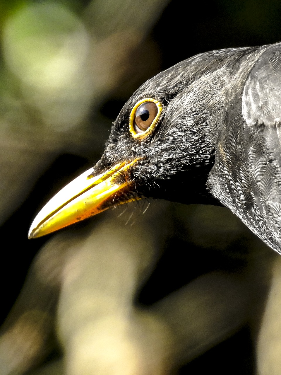 Image - blackbird bird songbird garden bird