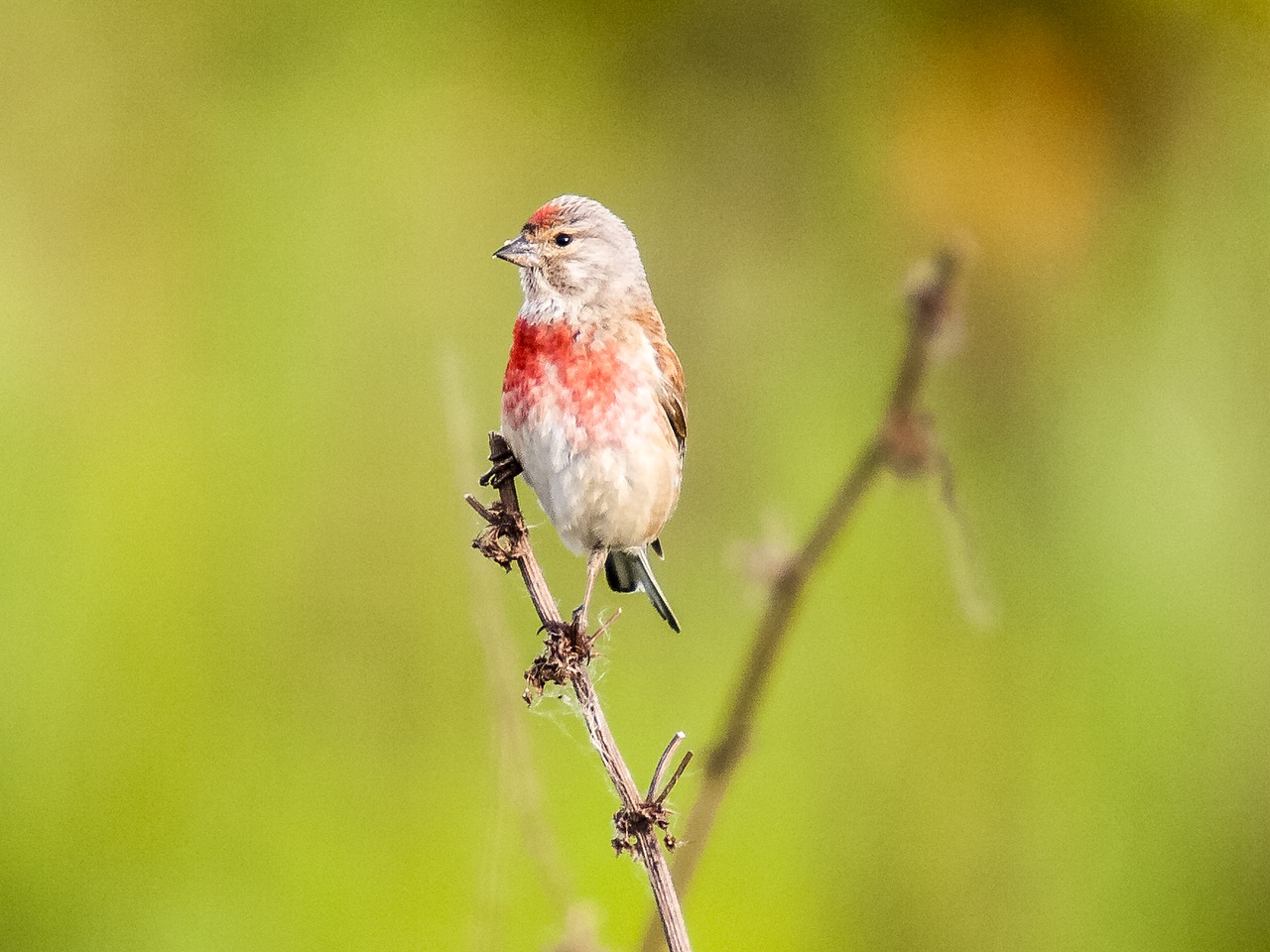 Image - linnet bird songbird garden bird