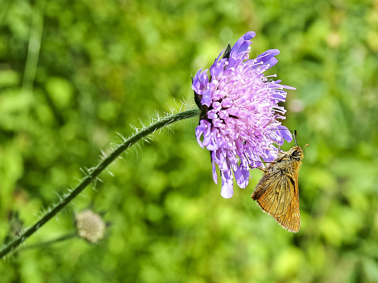 Image - skipper knapweed butterfly insect