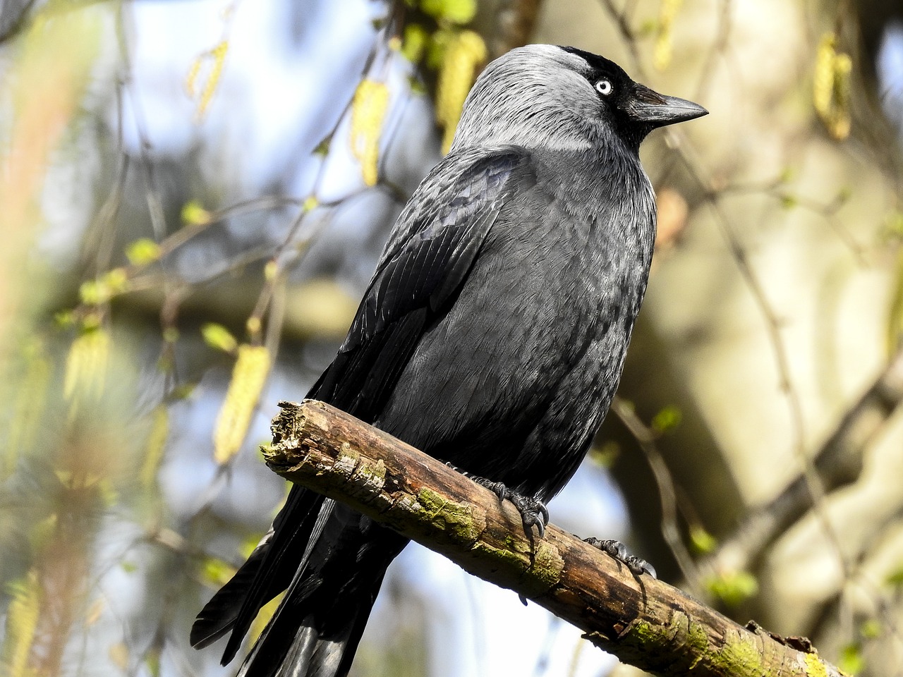 Image - jackdaw raven bird bird nature