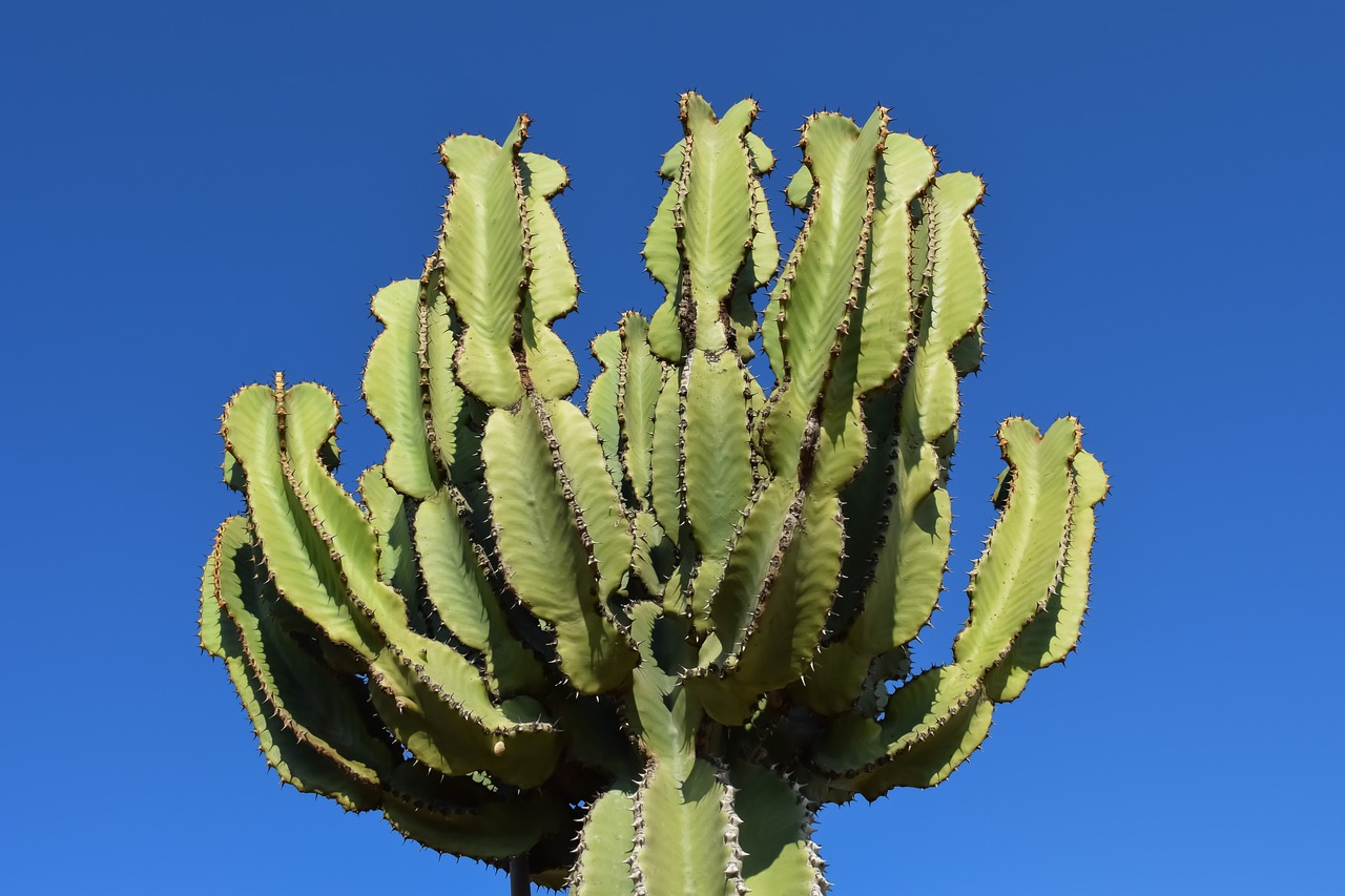 Image - cactus plant nature summer flora