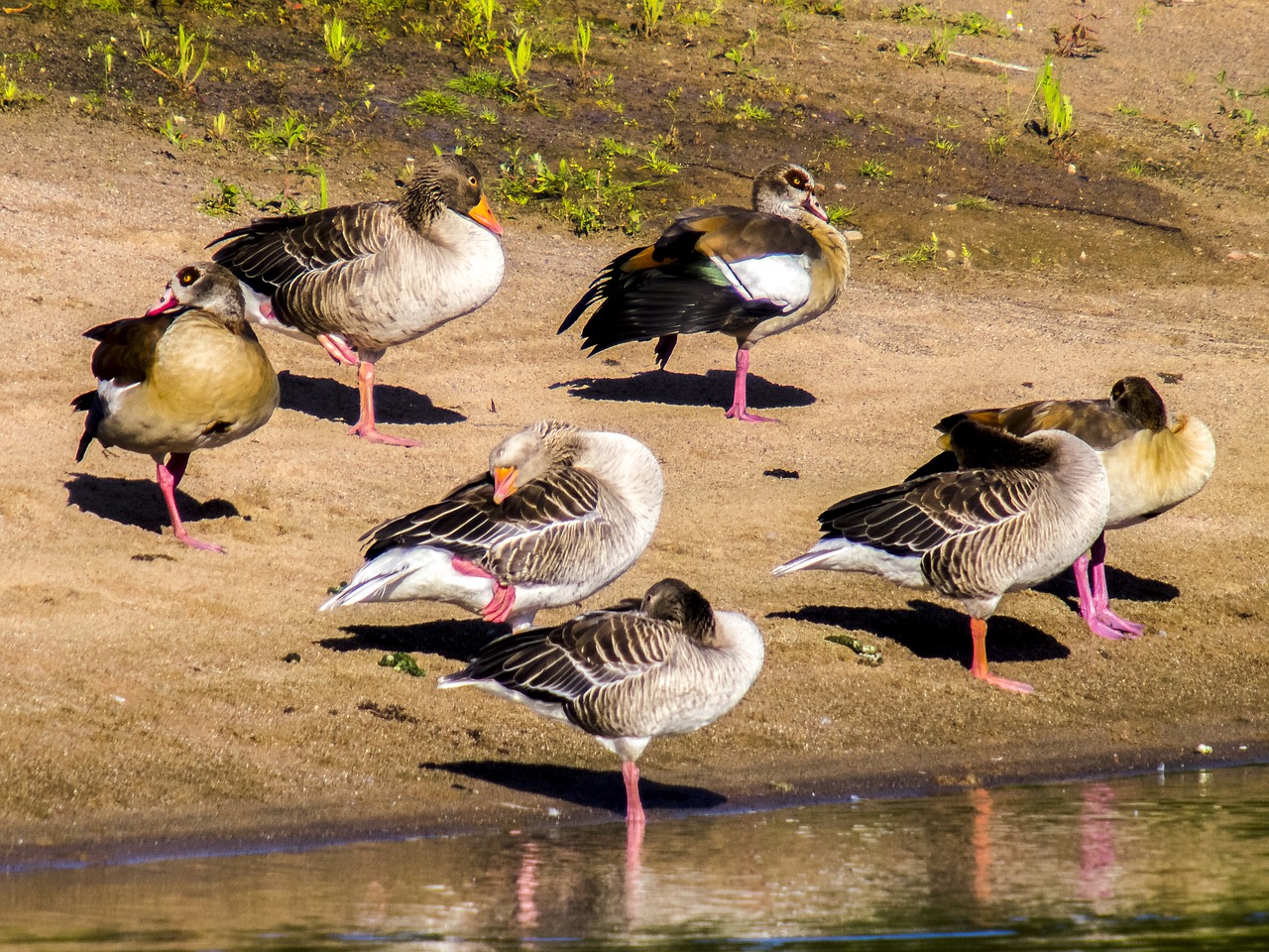 Image - goose nilgans greylag goose