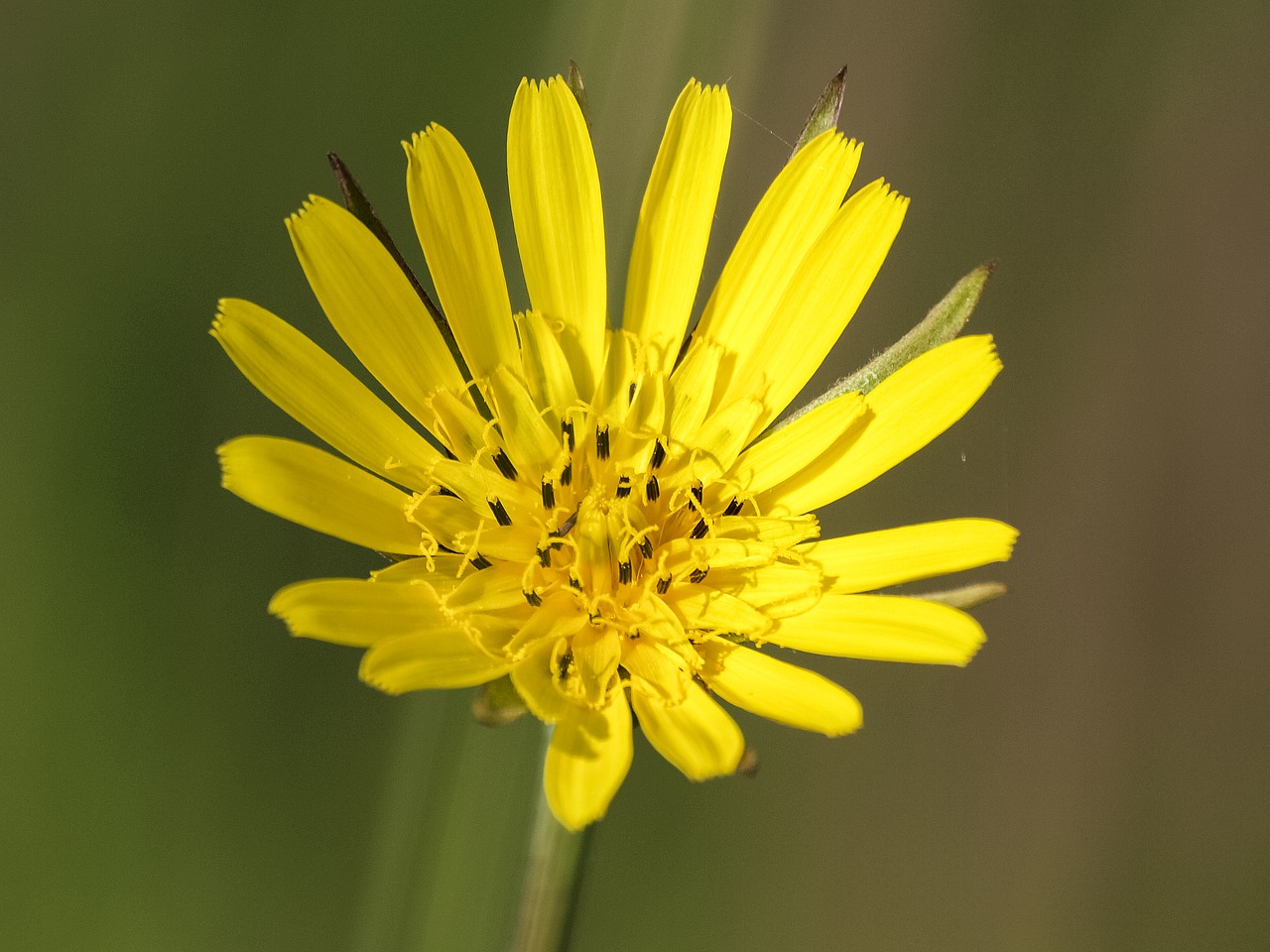 Image - hawkweed flower blossom bloom