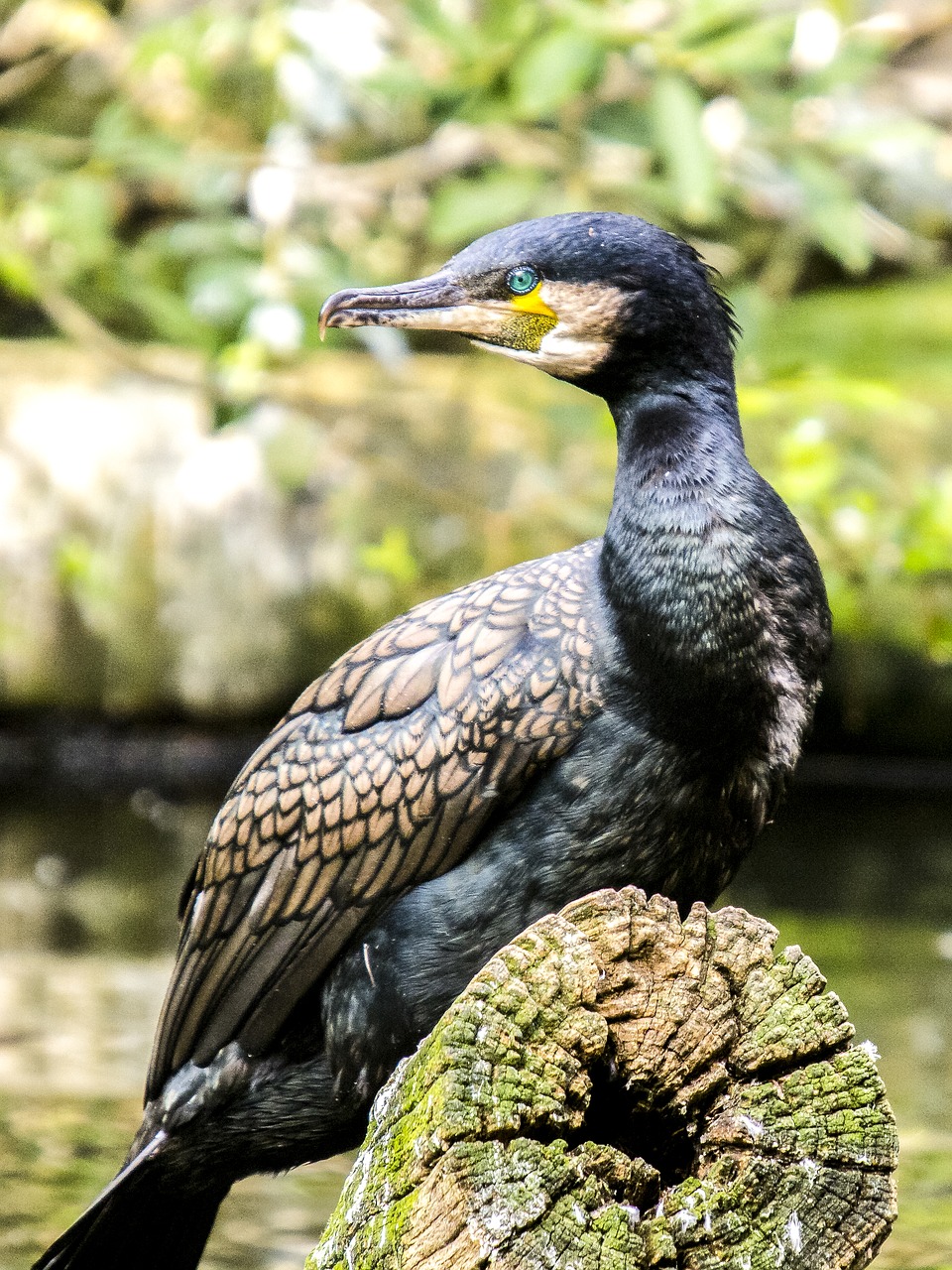 Image - cormorant water bird bird nature