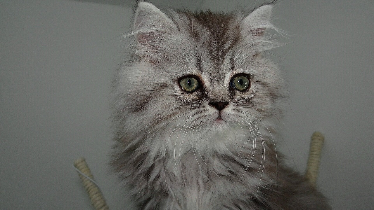 Image - cat feline hair kitty matou twink