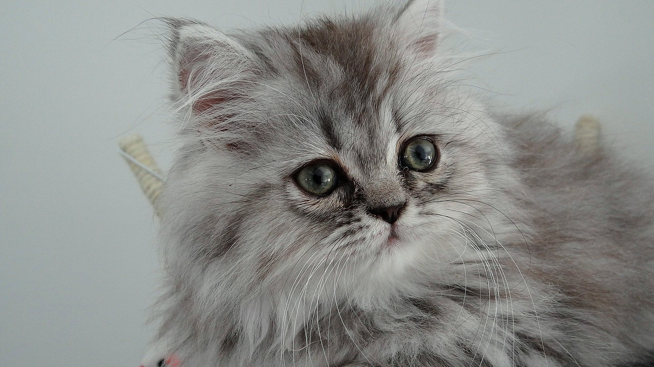 Image - cat feline hair kitty matou twink