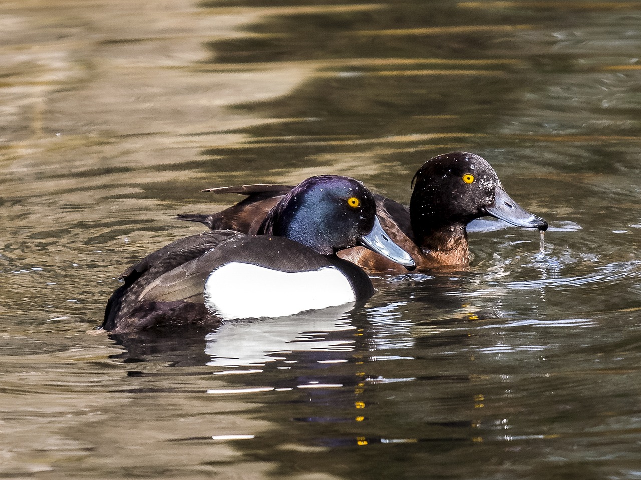 Image - row pension duck water bird bird