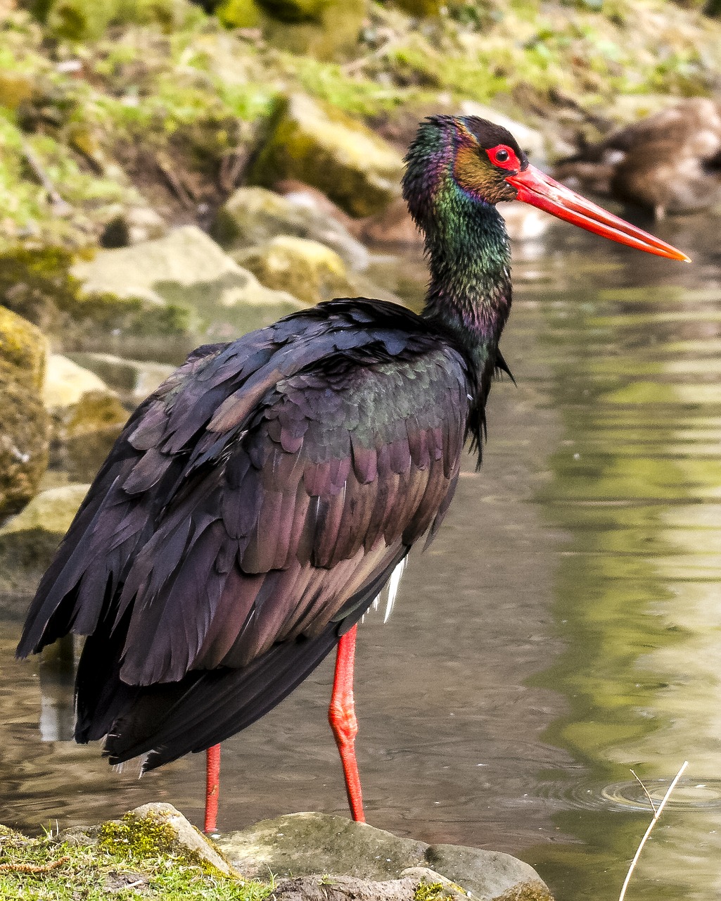 Image - stork black stork bird nature