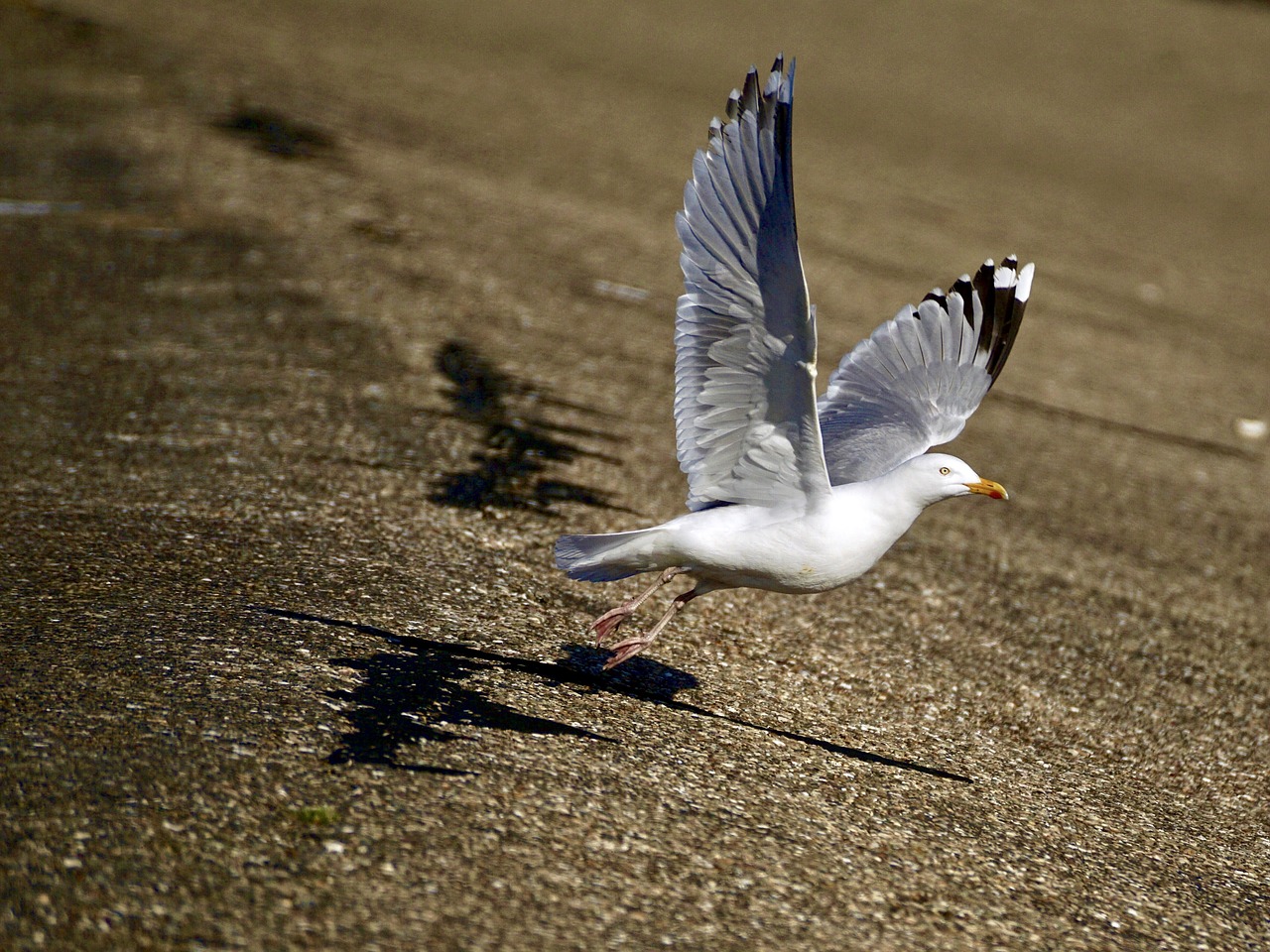 Image - gull departure start fly take off