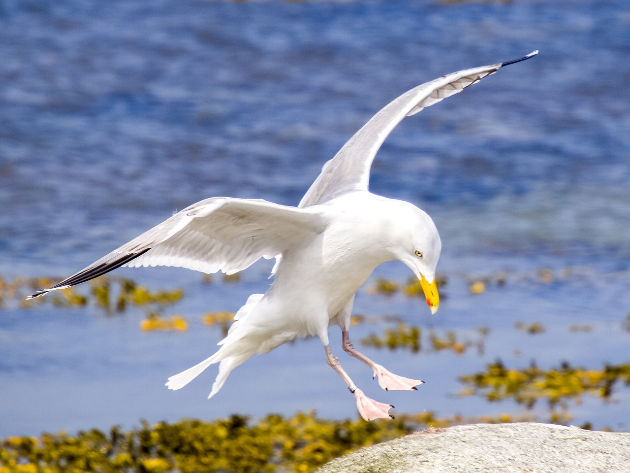 Image - herring gull seagull bird