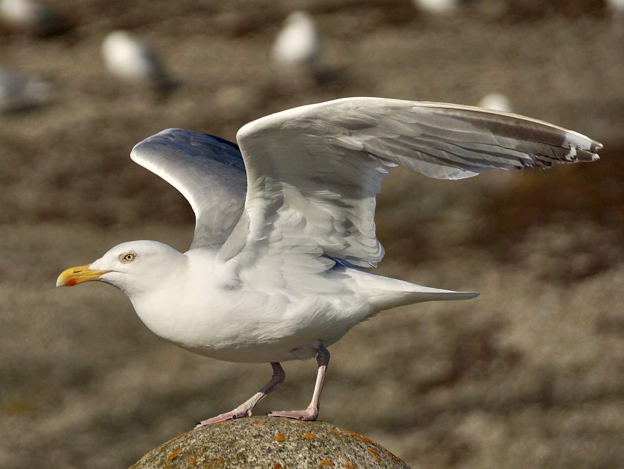 Image - gull departure start fly take off