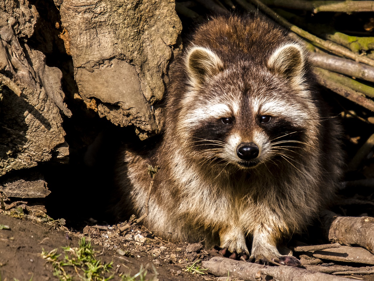 Image - raccoon animal nature mammal