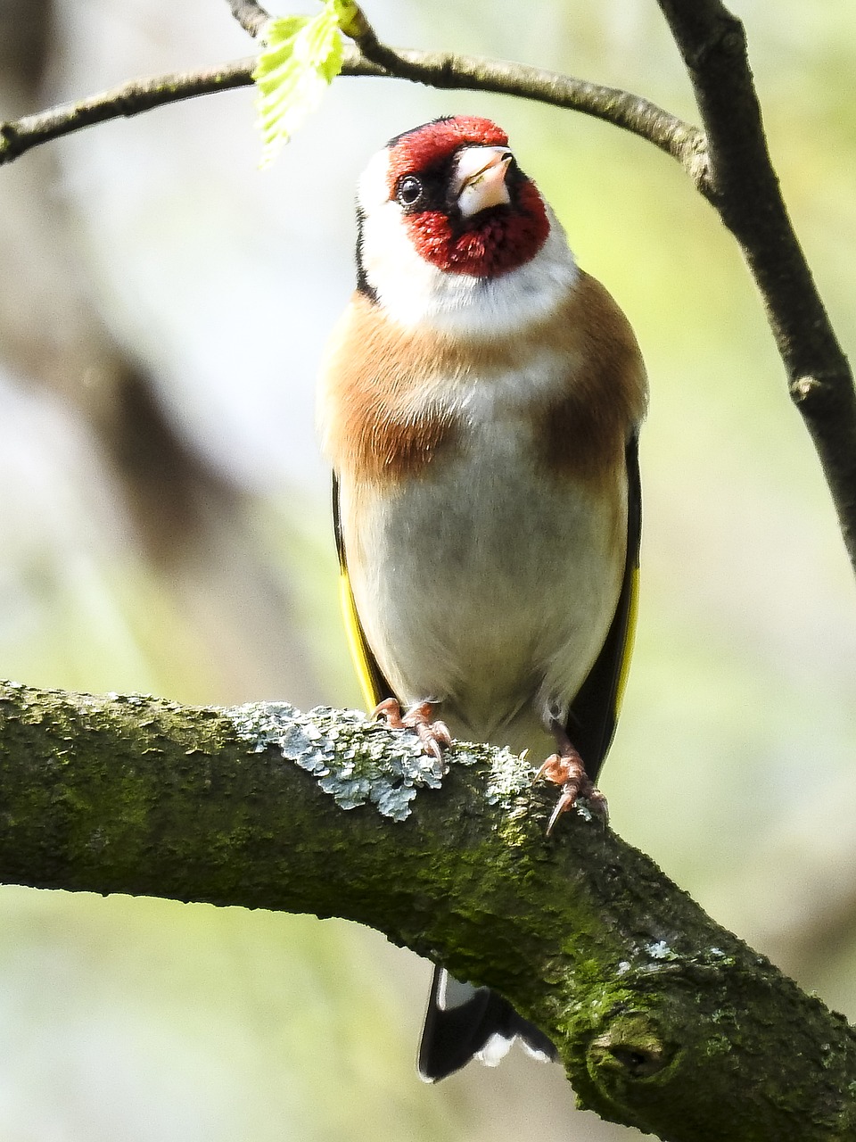 Image - stieglitz songbird garden bird bird