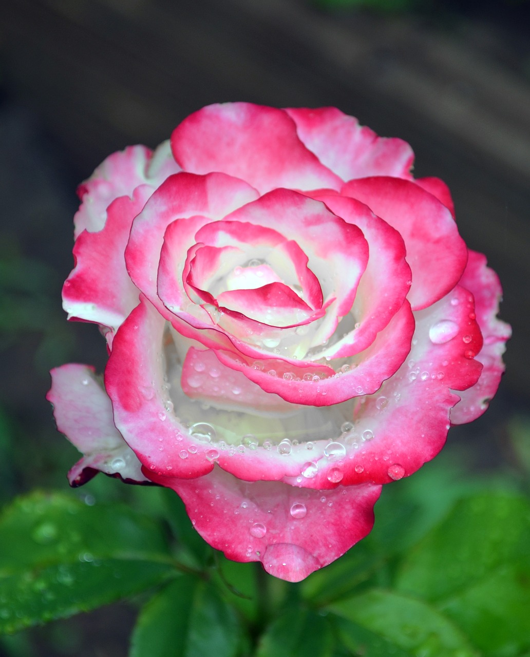 Image - rose flower illustration drops