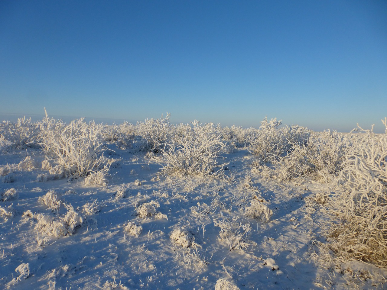 Image - steppe winter field nature white