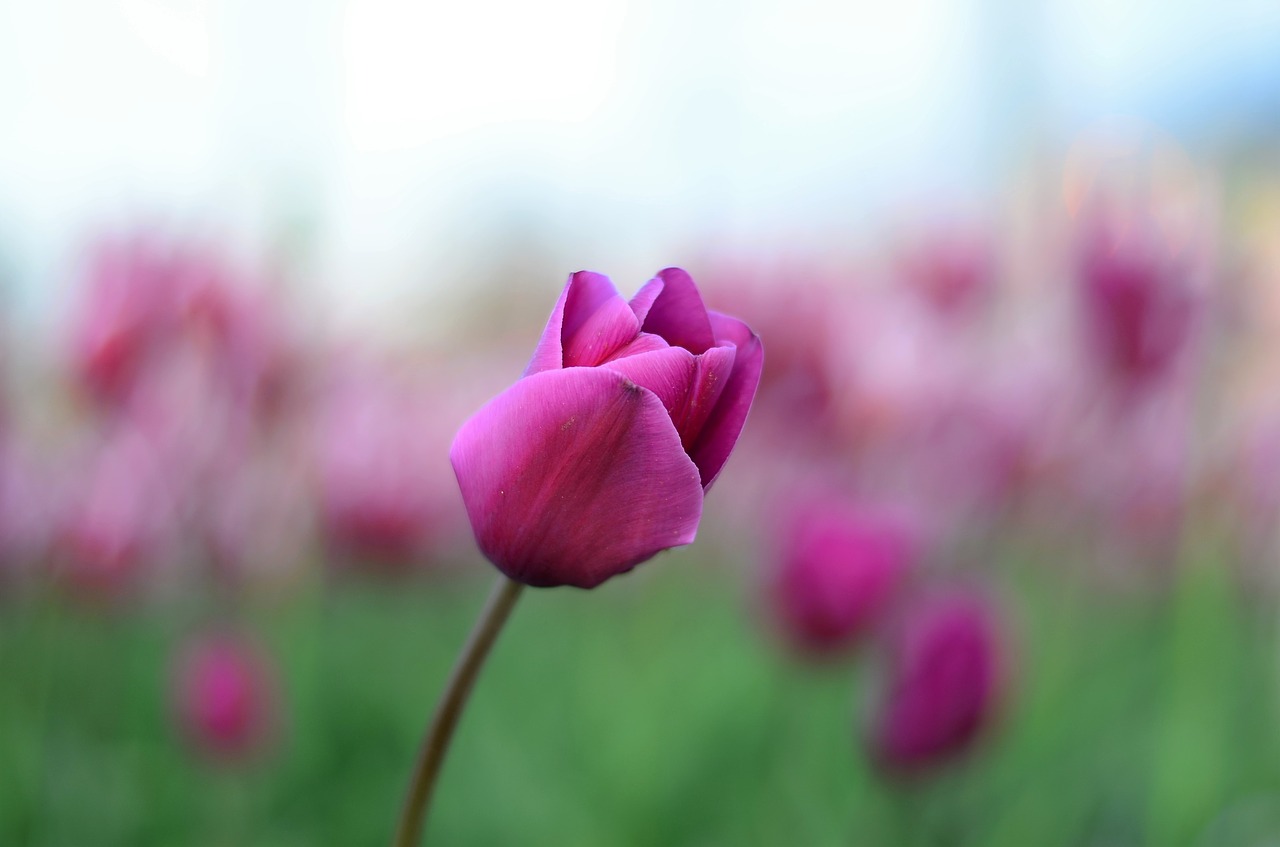 Image - tulips flower macro close up