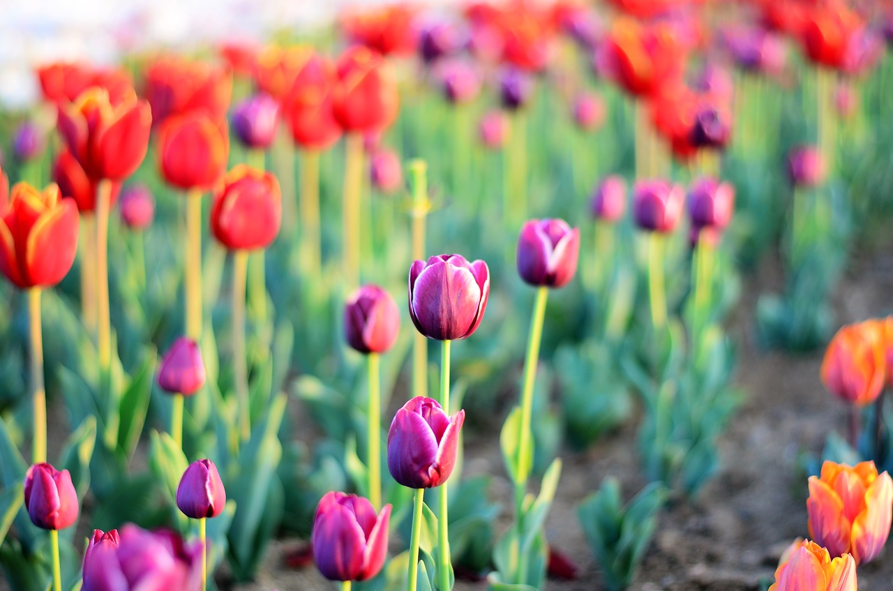 Image - tulips flower macro close up