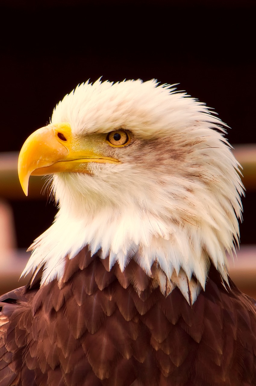 Image - bald eagle bird wildlife symbol