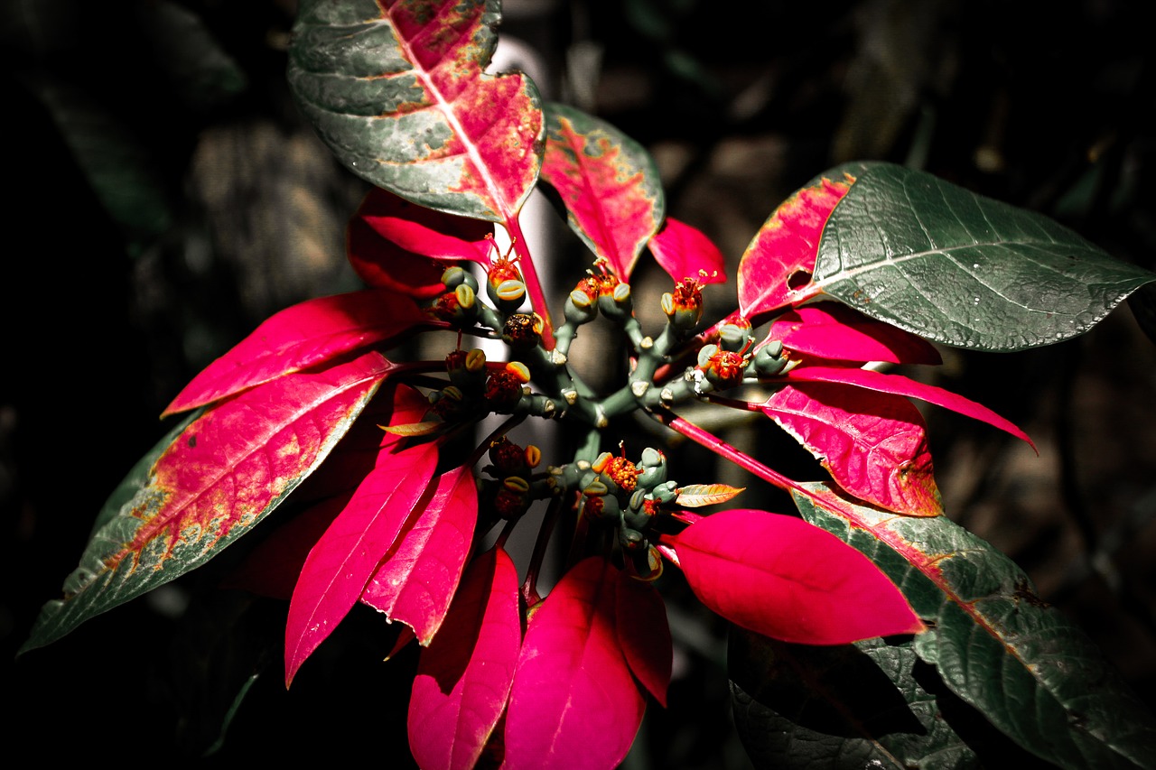 Image - foliage in the black plant black