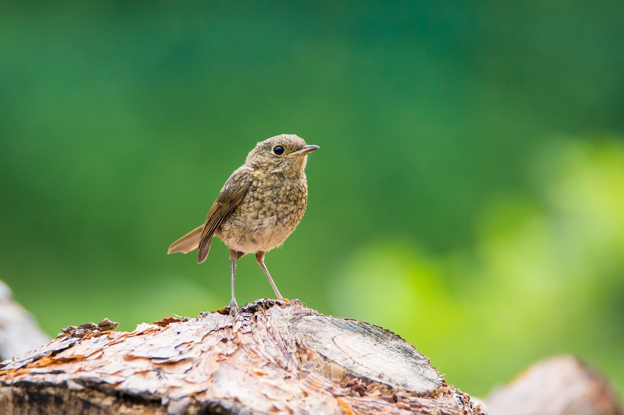 Image - robin young young bird small bird