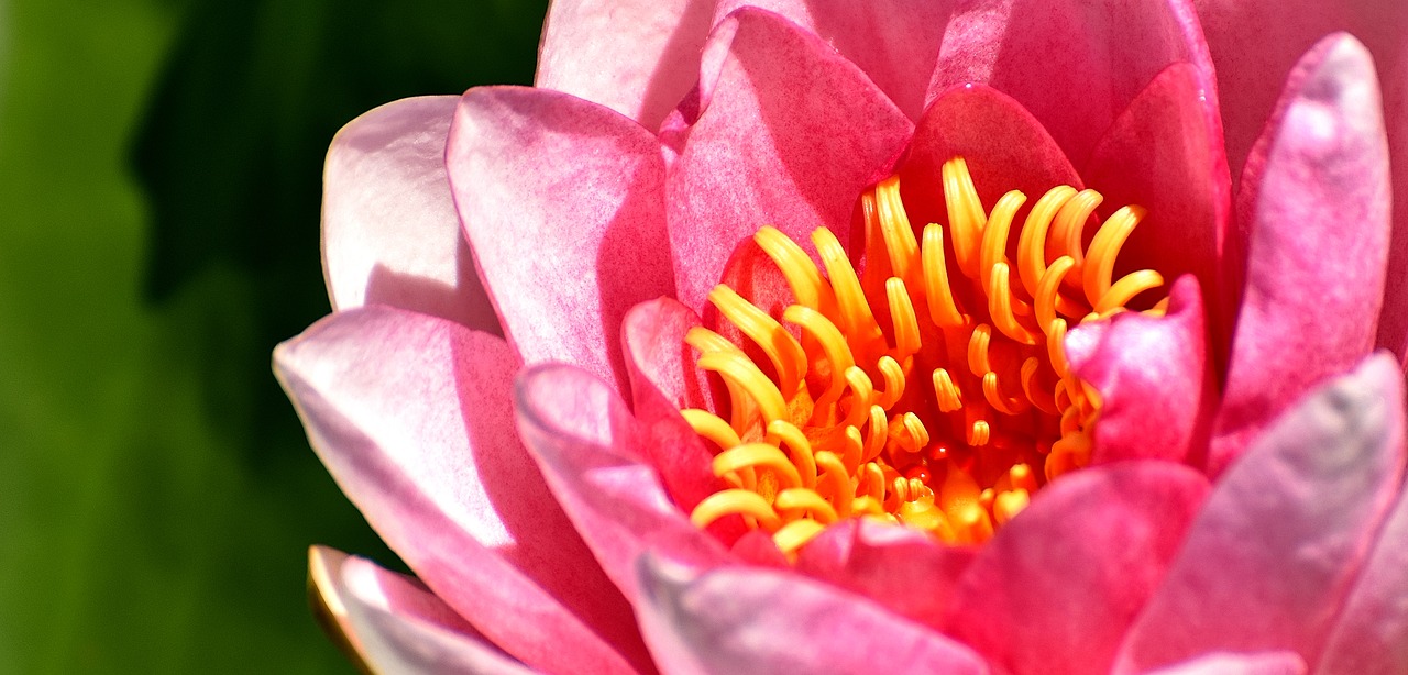 Image - water lilies pink white summer