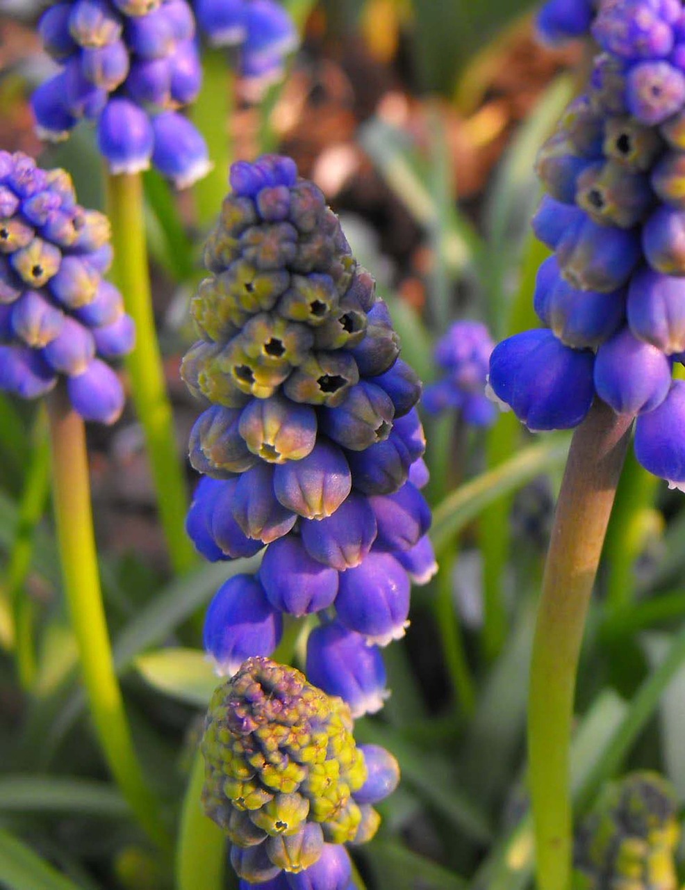 Image - modrica modrenka flower plant